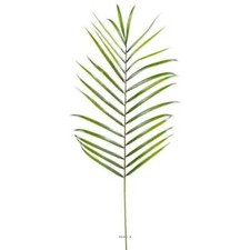 Feuille palmier areca - palmier,