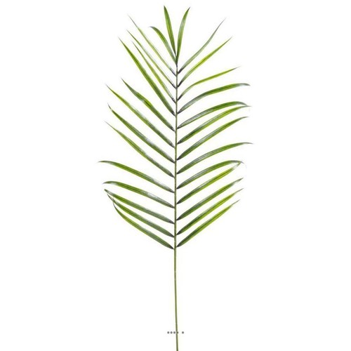Feuille palmier areca - de,