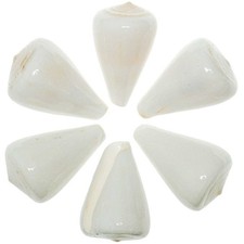 Coquillage conus betulinus