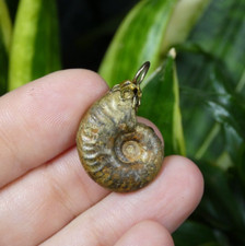 Jolie Ammonite en Pyrite