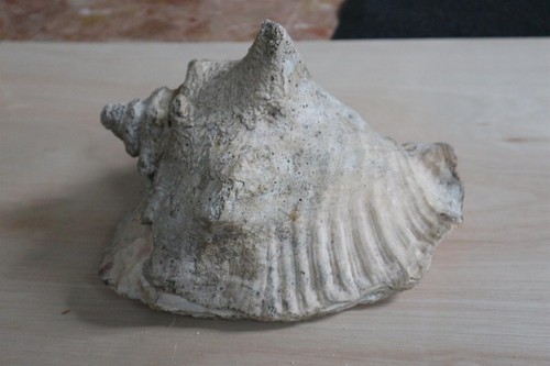 Ancien coquillage strombus - coquillage,