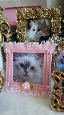Cadre Chat mignon Shabby Chic