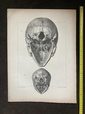 Grande planche anatomie