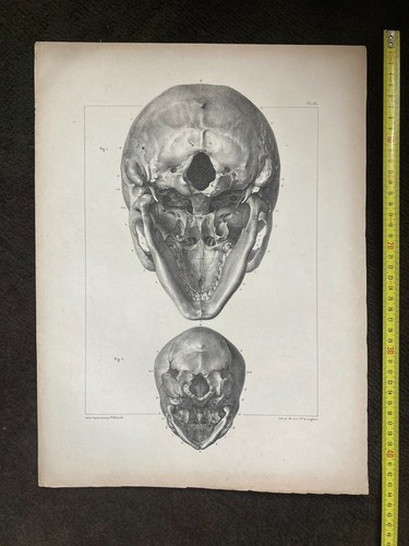 Grande planche anatomie