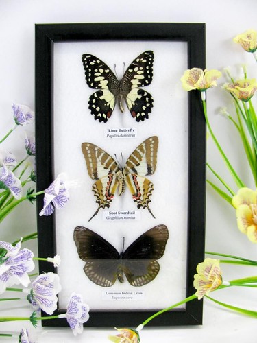 Vrais beaux papillons - vrais,
