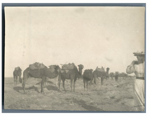 Algérie caravane de - caravane,
