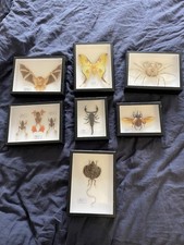 Taxidermie ensemble de 7 animaux sous cadres
