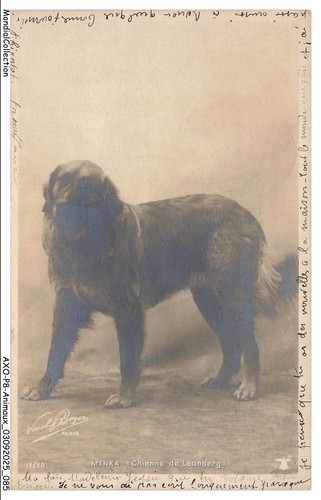 Axop8 0898 animaux - axop8-0898-animaux,