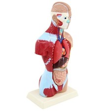 27cm Anatomique Humain Torse