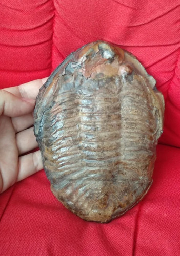 Ogigynus forteyi trilobites
