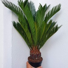 Cycas revoluta
