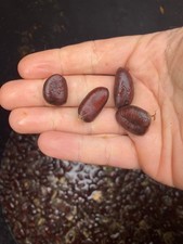 Asimina triloba, Asiminier trilobé, Pawpaw,0.5 kg à 2kg de graines à stratifier.