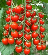 50 Graines - Tomate Groseille