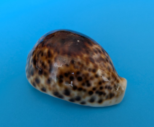 Cypraea pantherina rusty 8 - cypraea, 79,