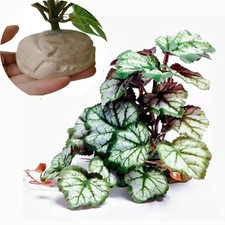 Reptile Tank Plants Terrarium