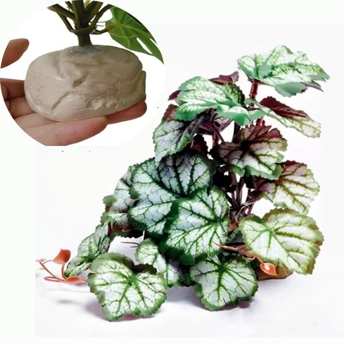 Reptile tank plants terrarium - reptile,