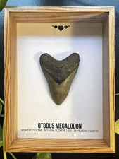 🦈 Dent d’Otodus Megalodon