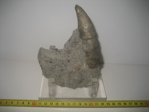 Corail fossile matrice - fossile,