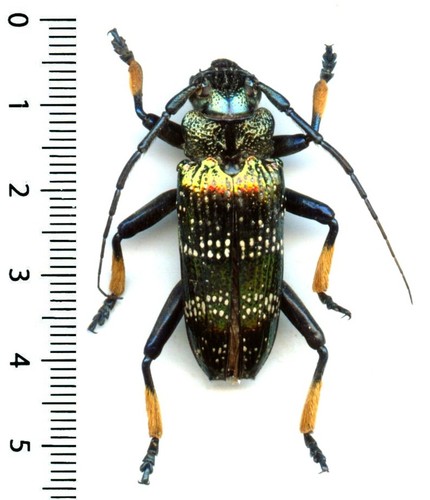 Cerambycidae sphingnotus - cerambycidae,