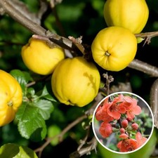 Chaenomeles japonica 'Cido' -
