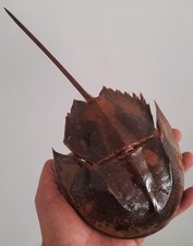 curiosité , taxidermie