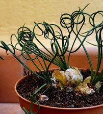 Albuca spiralis seeds - ,