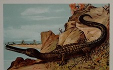 C1900 Allemand Imprimé