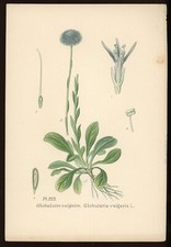 Planche botanique : Globulaire vulgaire. Atlas des plantes, Masclef, XIXe