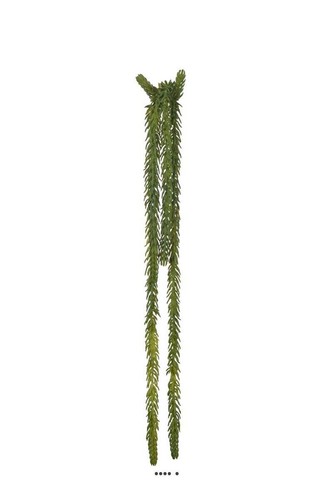 Chute sedum oprin - de,