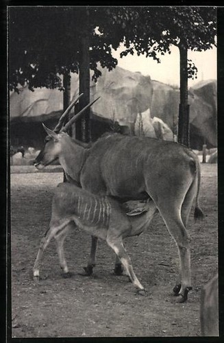 Carte postale paris parc - postale, paris,