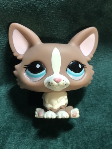 Petshop chien corgi - 💖🌺petshop,