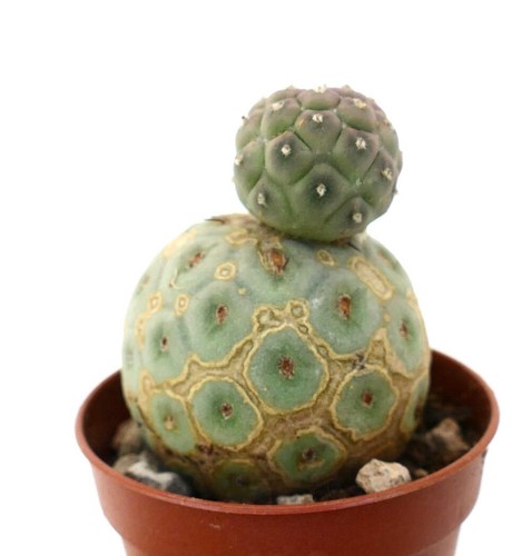 Tephrocactus geometricus two - tephrocactus,