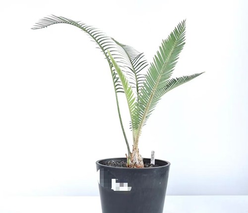 Pot 21cm rare cacti - cacti, dioon