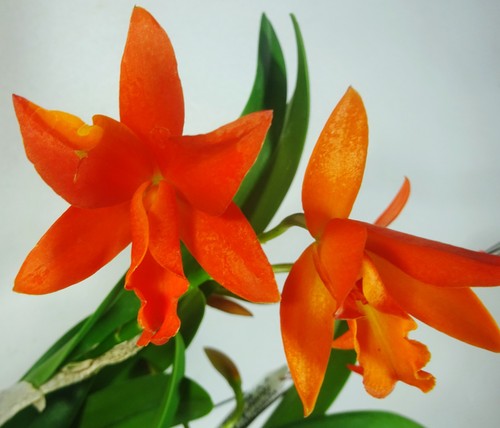 Cattleya aurantiaca - cattleya,