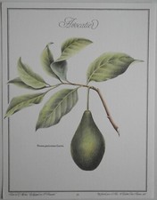 Planche IV Un jardin pour la peau : Avocatier