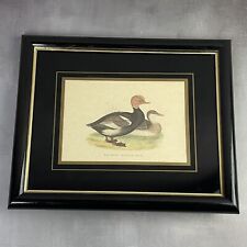 Gravure couleur canard siffleur à crête rouge red-crested whistling duck encadré