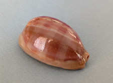 Cypraea Leviathan Titan 55,4 mm f+++ Madagascar  " Beau spécimen "