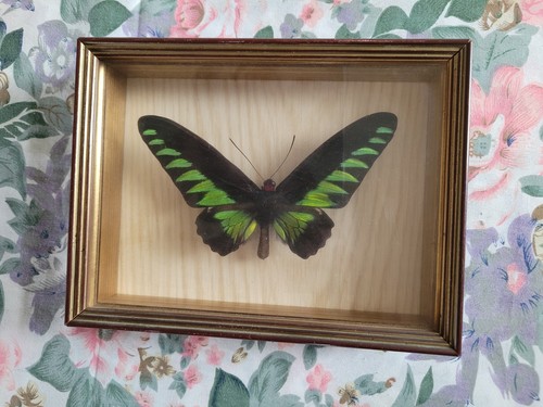 Cadre bois papillon - cadre,