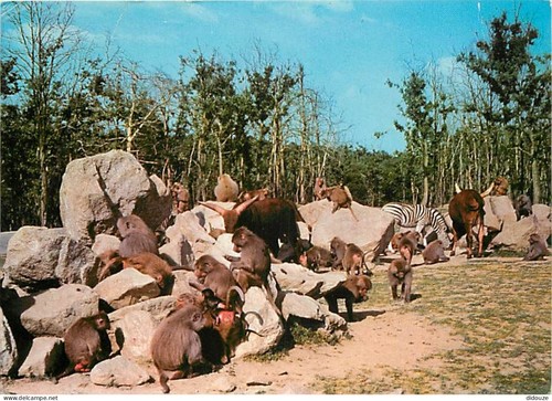 Carte postale animaux - postale,