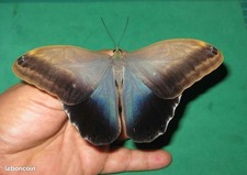 ENTOMOLOGIE Papillon