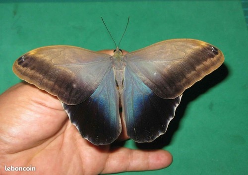 Entomologie papillon - entomologie,