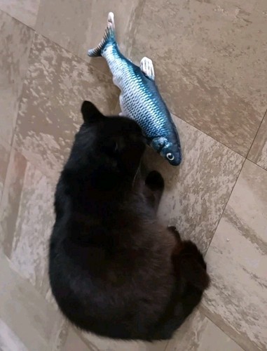 Jouet pour chat poisson - pour,