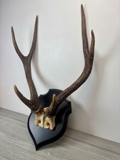 Trophée de chasse cerf