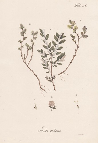 Kriech weide creeping willow - kriech-weide,