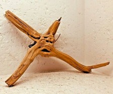 racine araignée mangrove