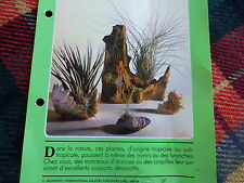 lot tillandsia  ,TIGE   3RAMIFICATION S,se ramifient  vite +2 aéoniums bouture