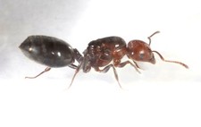 fourmis Crematogaster