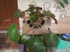 1026 : bégonia nénuphar mpc6