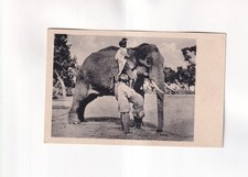 F5204) Carte postale, apprivoisement d'un éléphant - INDE ORIENTALE - ancienne
