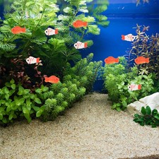  10 Pcs Poisson Résine